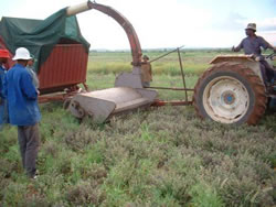 Marjoram Harvest