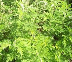 Growing Artemisia