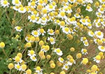 Chamomile