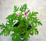 Geranium