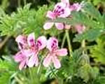 Geranium seedlings