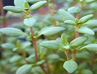 Thyme